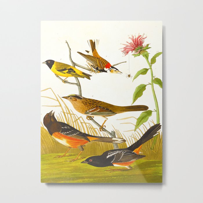 chestnut colored finch Metal Print