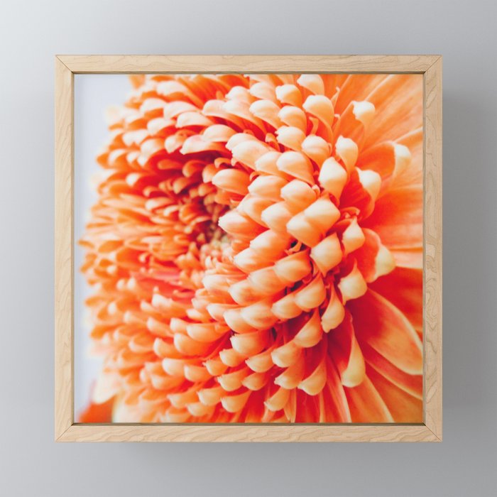 Orange Germini Close Up 3 Framed Mini Art Print