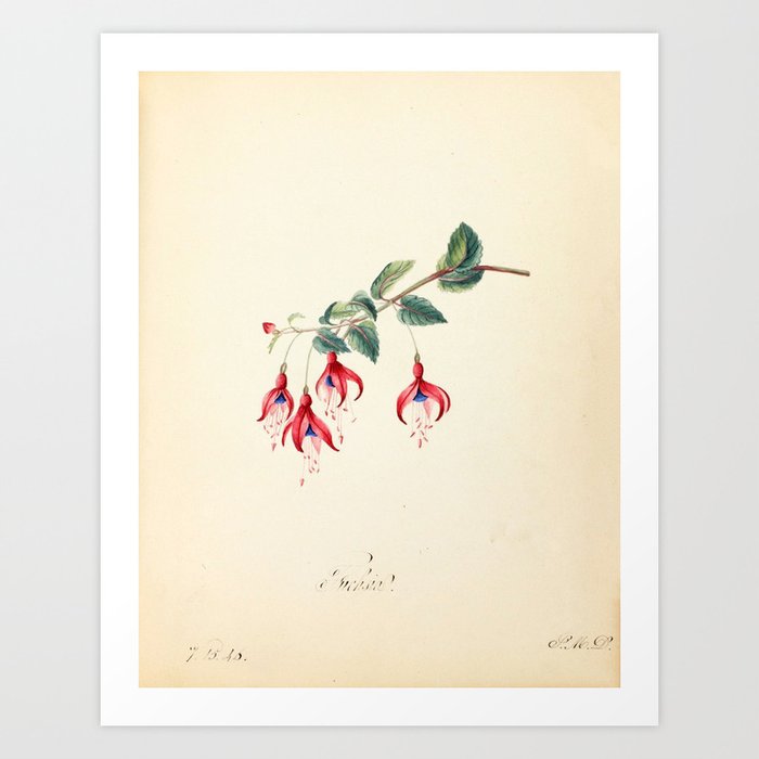 Fuchsia by Sarah Mapps Douglass Art Print