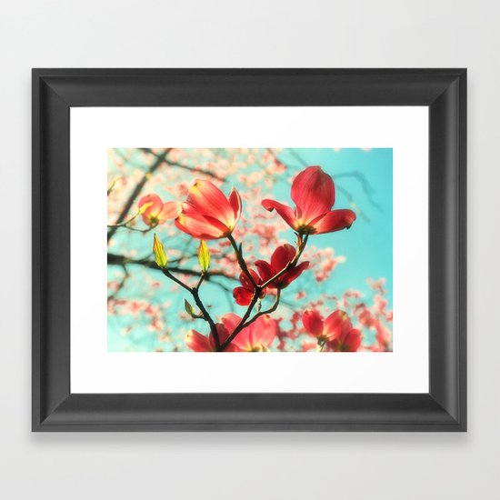 Spring dogwood blossoms Framed Art Print