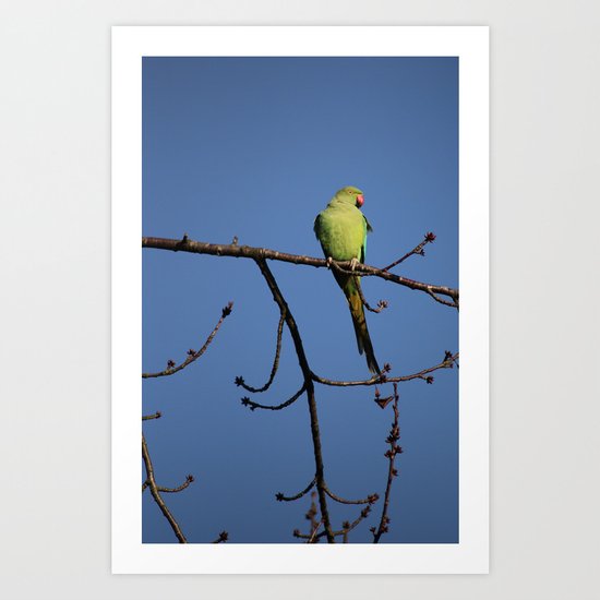Alexandrine Parakeet Art Print