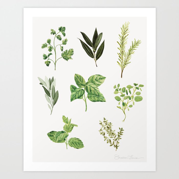 Delicate Herb Illustrations Art Print