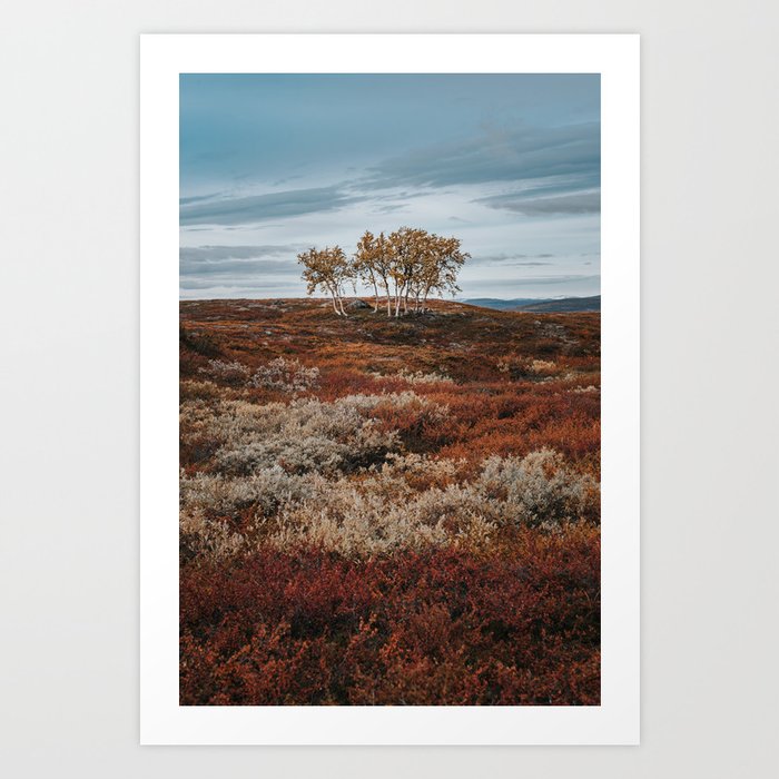Autumn Birch Tree - Landscape and Nature Photography Art Print