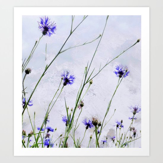 Cornflowers blue II Art Print