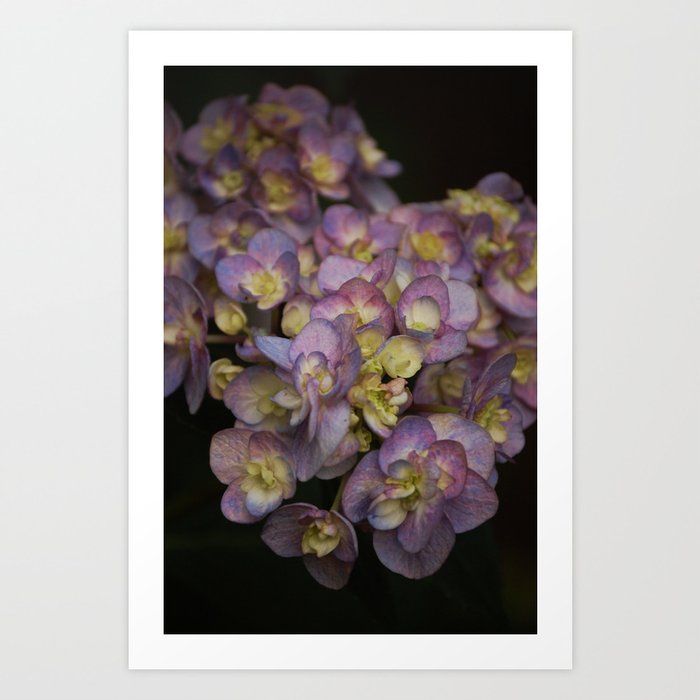 Light Purple Hydrangeas Art Print