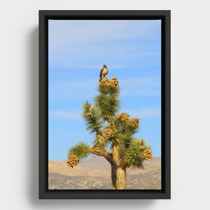 Red Tailed Hawk in the Desert Framed Canvas