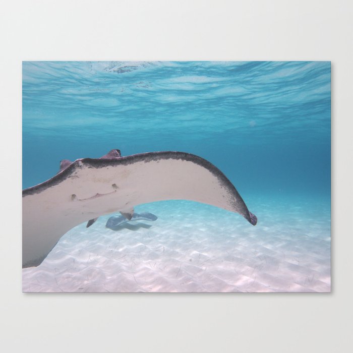 fly by Canvas Print