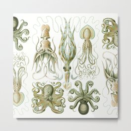 Ernst Haeckel - Kunstformen der Natur (1904) Squid and Octopus Metal Print