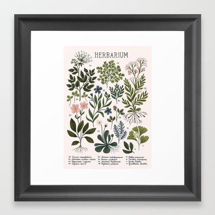 Herbarium ~ vintage inspired botanical art print ~ white Framed Art Print
