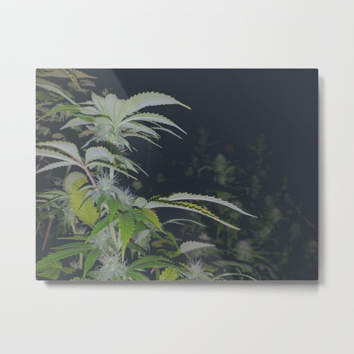 Organic Green Fields Forever 420 Edition Metal Print