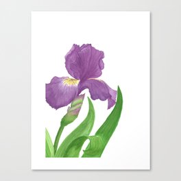 Stunning Purple Iris Flower Canvas Print