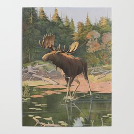Vintage Moose Illustration (1902) Poster