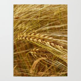 Golden Wheat Field. It’s Harvest Time!  Poster