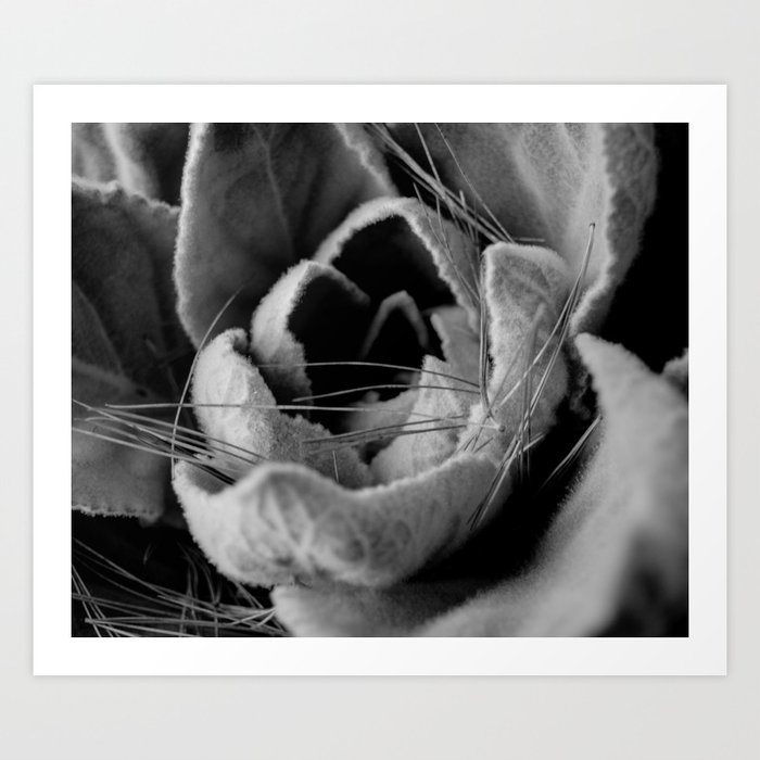 Black And White Photo Of Nature Abstract Art Print By Vvicariart