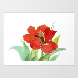 Flower. Poppy Art Print