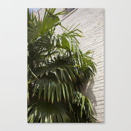 Palms Canvas Print