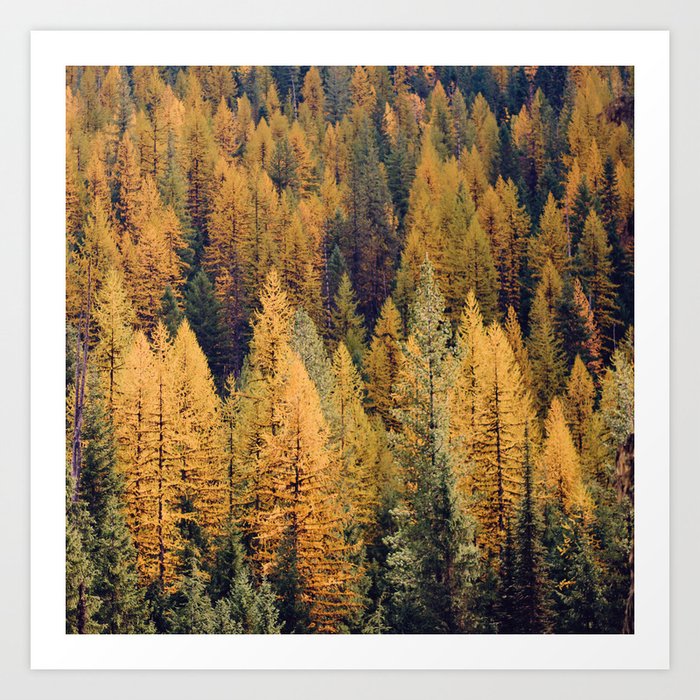 Autumn Tamarack Pine Trees Art Print