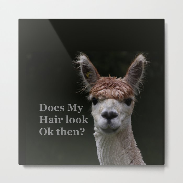 Funny hairstyle alpaca hairdressing Metal Print