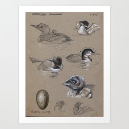 Common Loon Studies Art Print