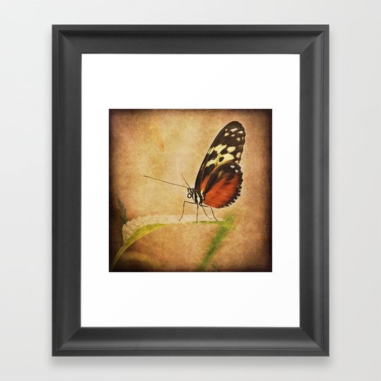 Antique Butterfly Framed Art Print