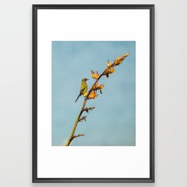 Bellbird on a flax branch Framed Art Print