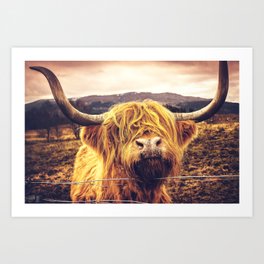 Highland Cow Nose Barbed Wire Fence Color Art Print