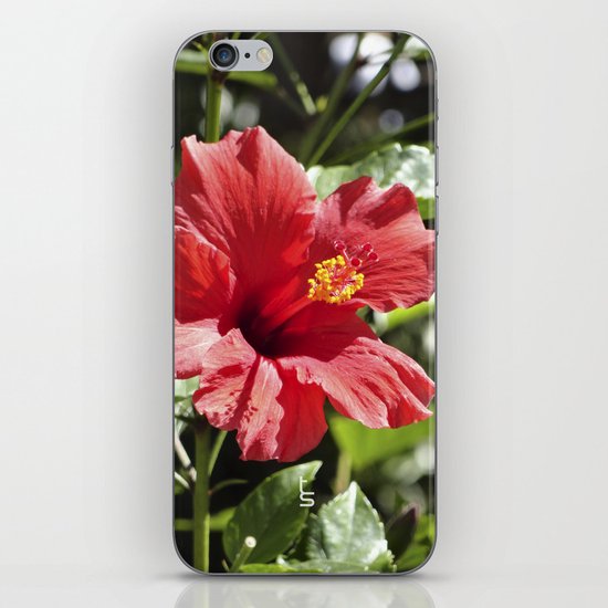 Hibiscus V iPhone & iPod Skin