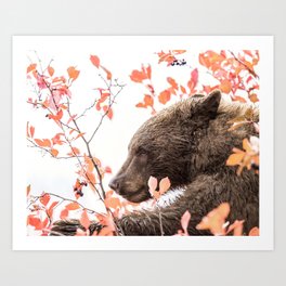 Cinnamon Black Bear Wildlife Photography Art Print
