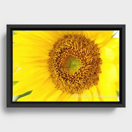 big bright yellow sunflower Framed Canvas