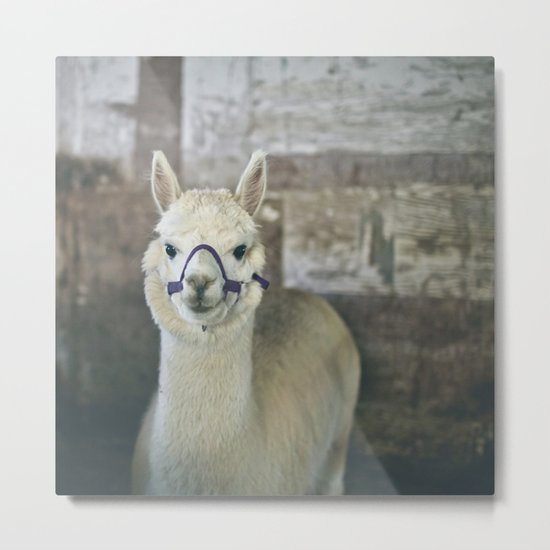 White Alpaca Metal Print