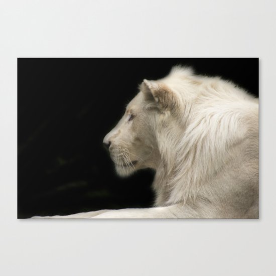 Young white lion Canvas Print