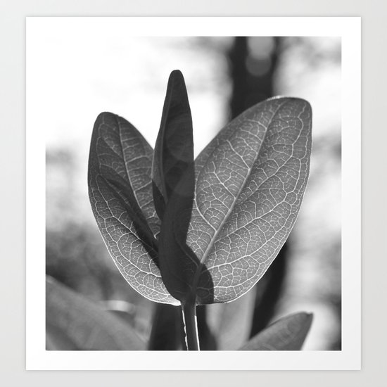 MONOCHROME BACKLIT LEAF VEINS MACRO Art Print