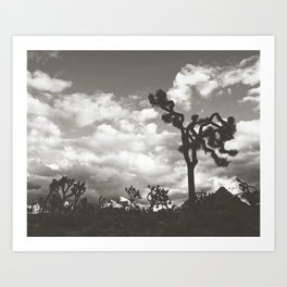 Black and White Joshua Tree. Chiaroscuro Art Print