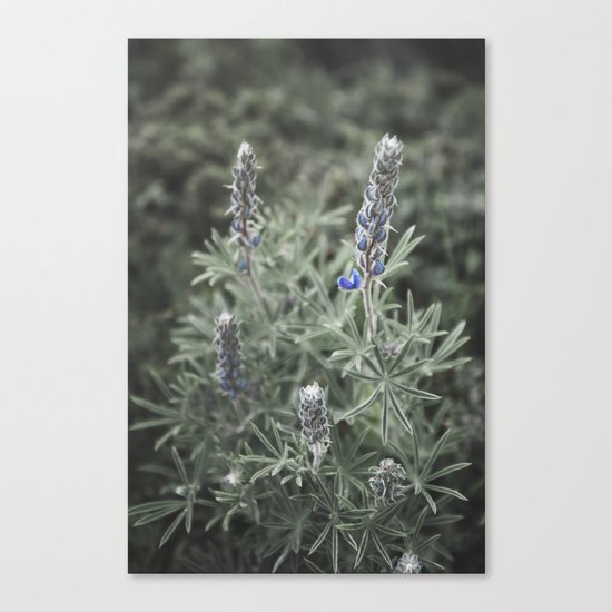 Wildflowers | Botanical Photography | Plant | Flowers | Nature Canvas Print