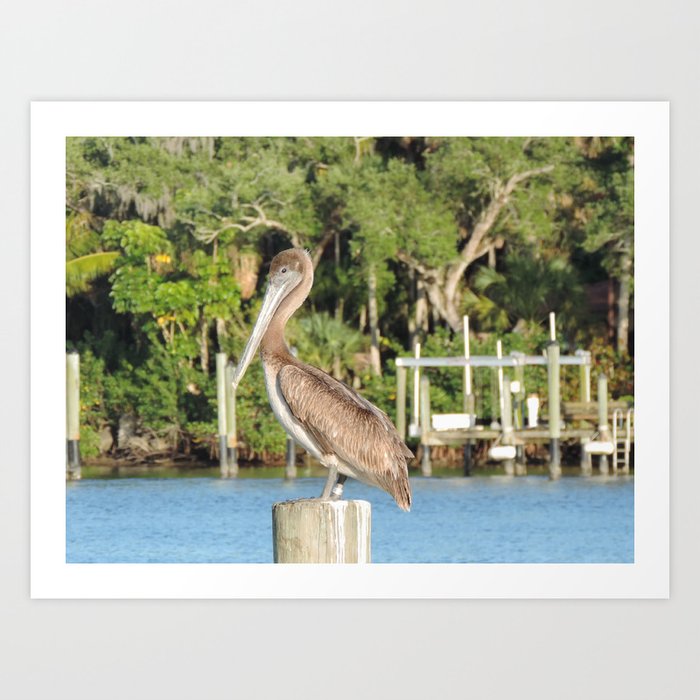 brown pelican Art Print