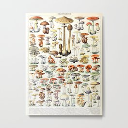 Adolphe Millot - Champignons B - French vintage poster Metal Print | Biology, Wallart, Champignon, Botanist, Science, Homedecor, French, Watercolor, Boletus, Botanical 
