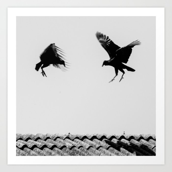 fighting buzzards Art Print by Julio O. Herrmann | Society6