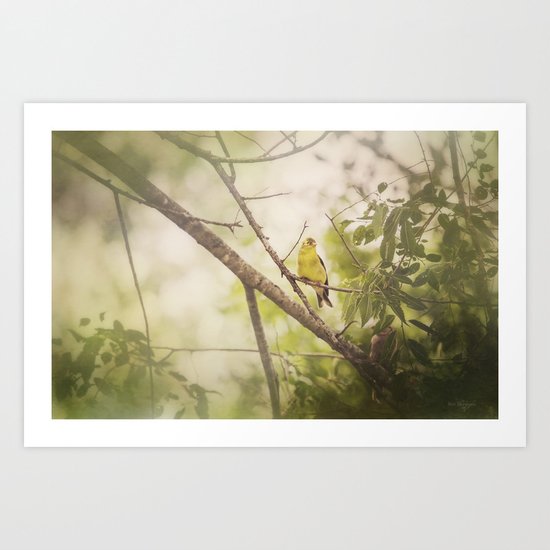 Summer Finch Art Print