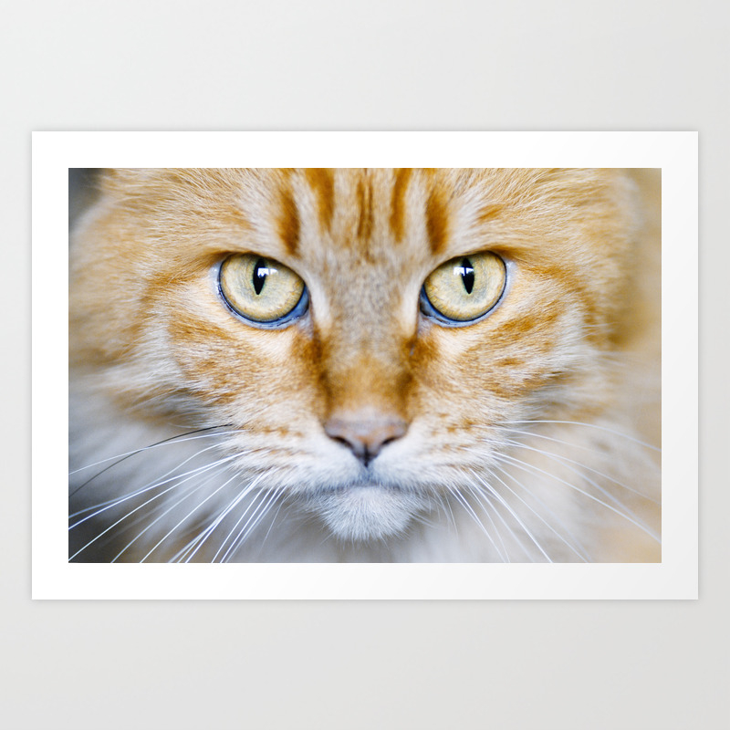 Portrait Of A Cat With Big Eyes Art Print By Janisstraut Society6