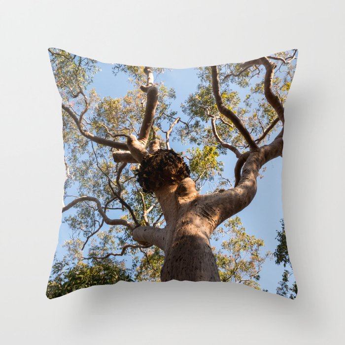 Scribbly Gum Tree Throw Pillow