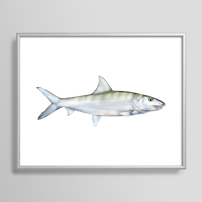 Fly Fishing Framed Art Prints 