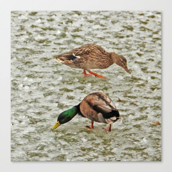 "Where's the pond?" - Frozen pond confuses the ducks Canvas Print