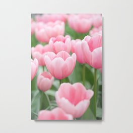 Pink Tulip Metal Print