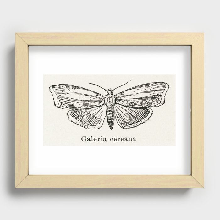 Greater Wax Moth (Galeria cereana) from Moths and butterflies of the United States (1900) by Sherman Recessed Framed Print