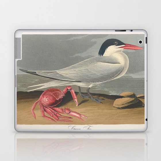 Vintage Bird Illustration, Cayenne Tern Laptop & iPad Skin