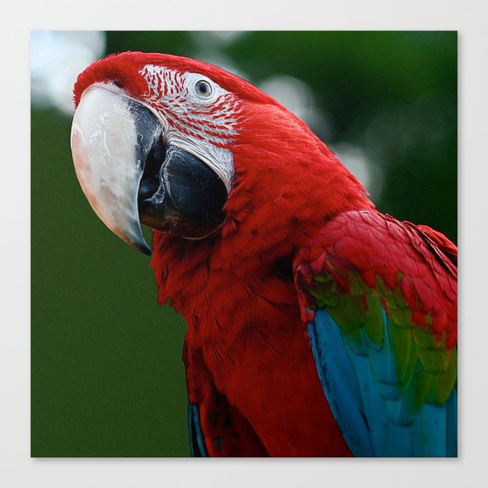 Close-Up Of A Green-Winged Macaw Canvas Print