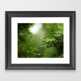 Evergreen Rainy Bokeh Framed Art Print