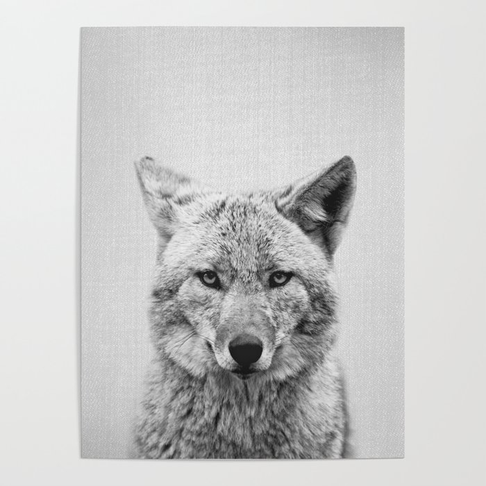 Coyote - Black & White Poster