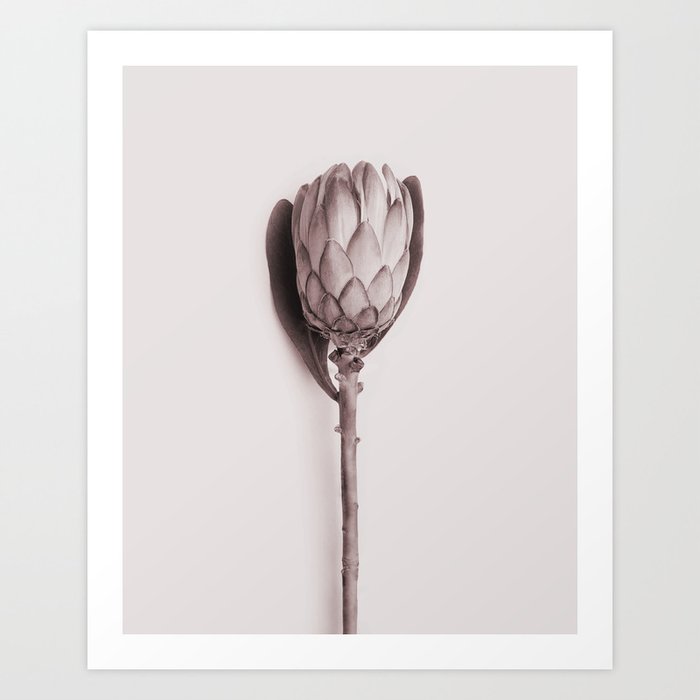 Discover the motif PROTEA FLOWER. by Art by ASolo as a print at TOPPOSTER