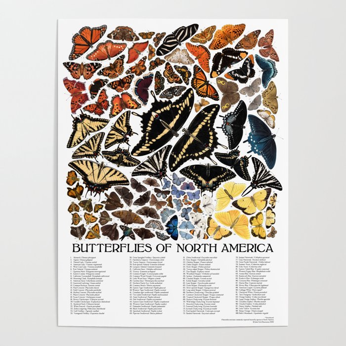Butterflies of North America Poster